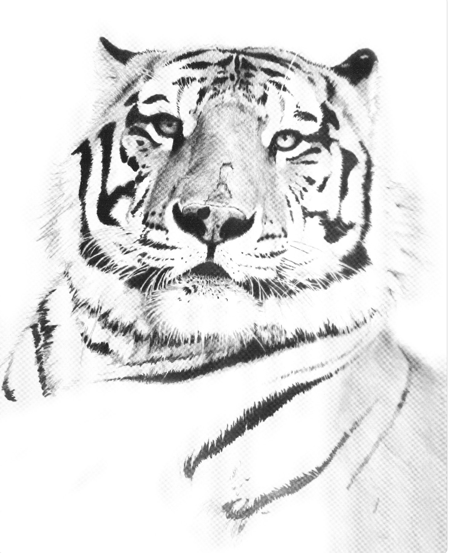 White Tiger Study