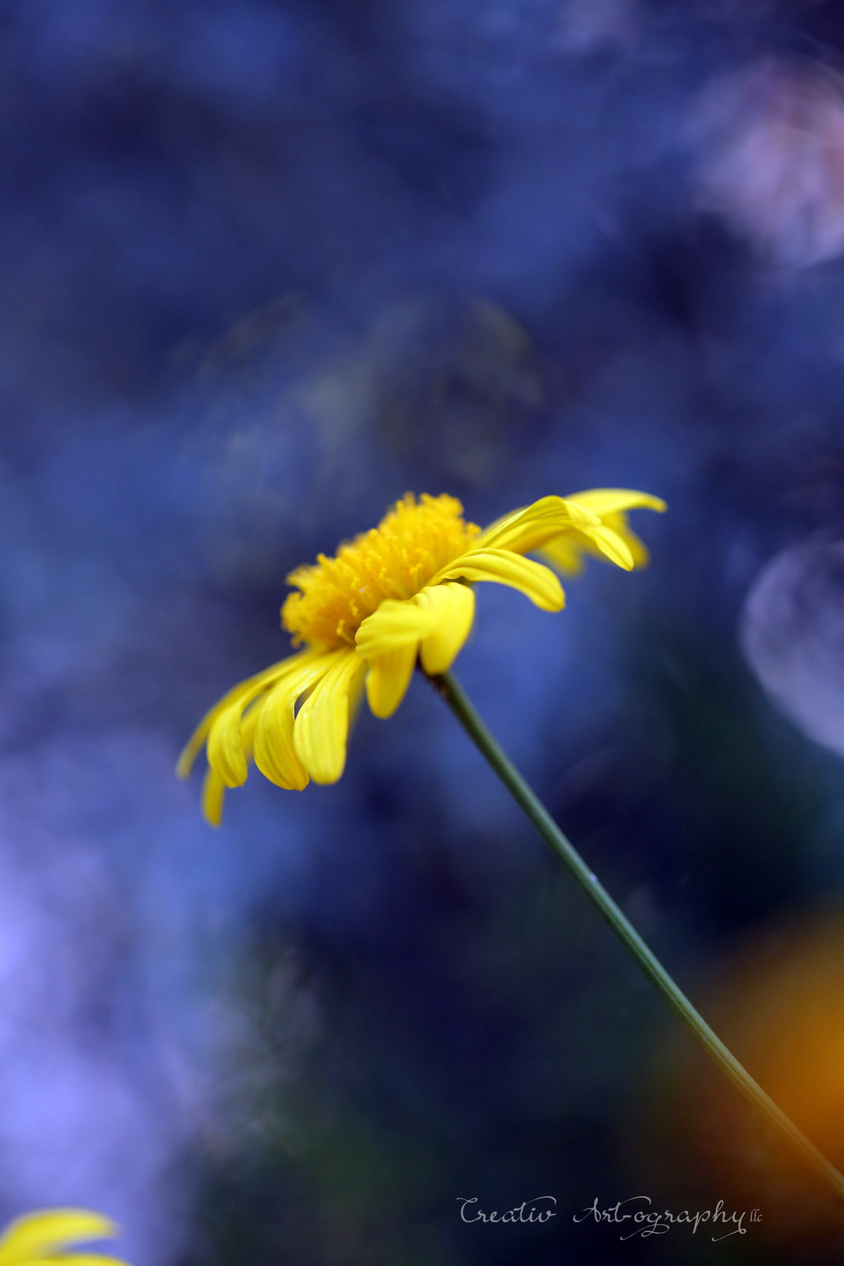 Yellow on Blue