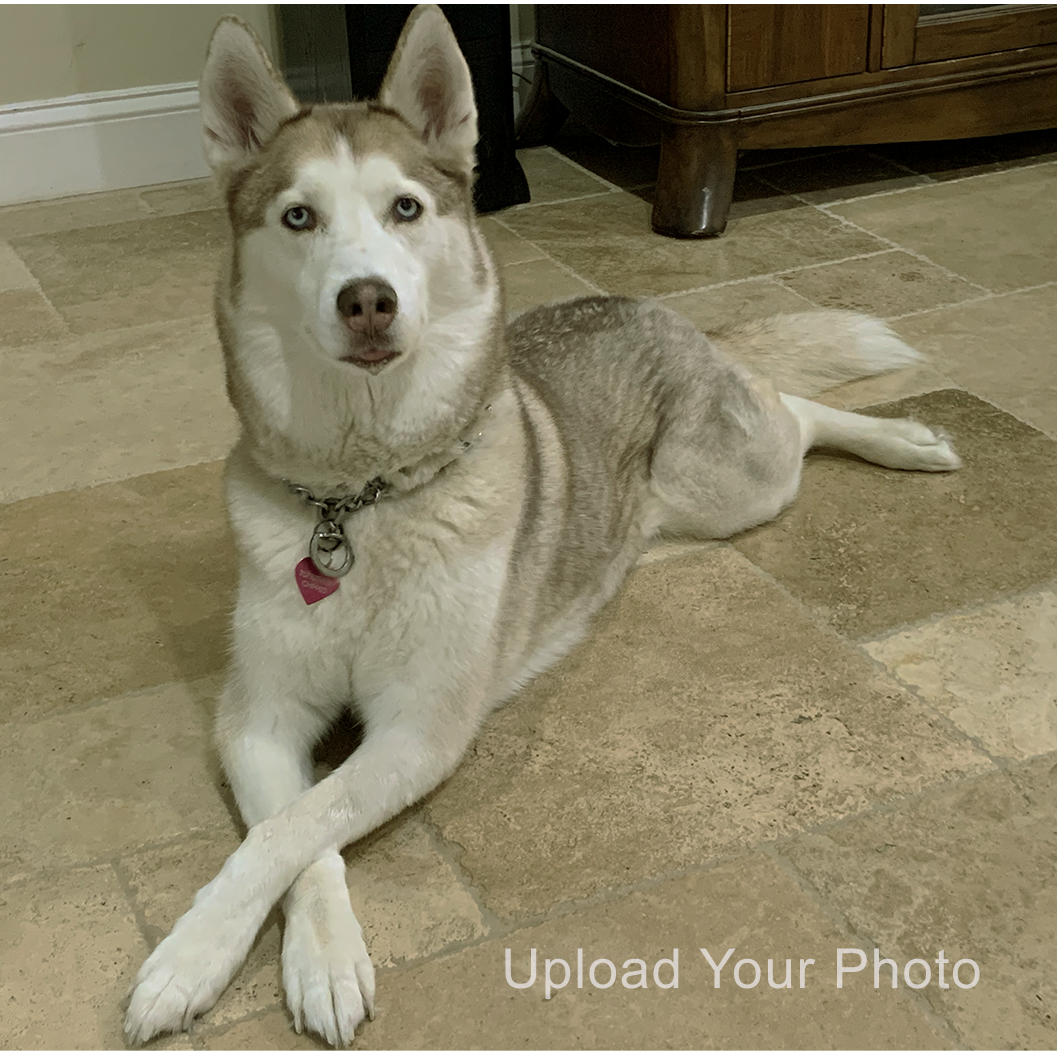 Your Pet Photo
