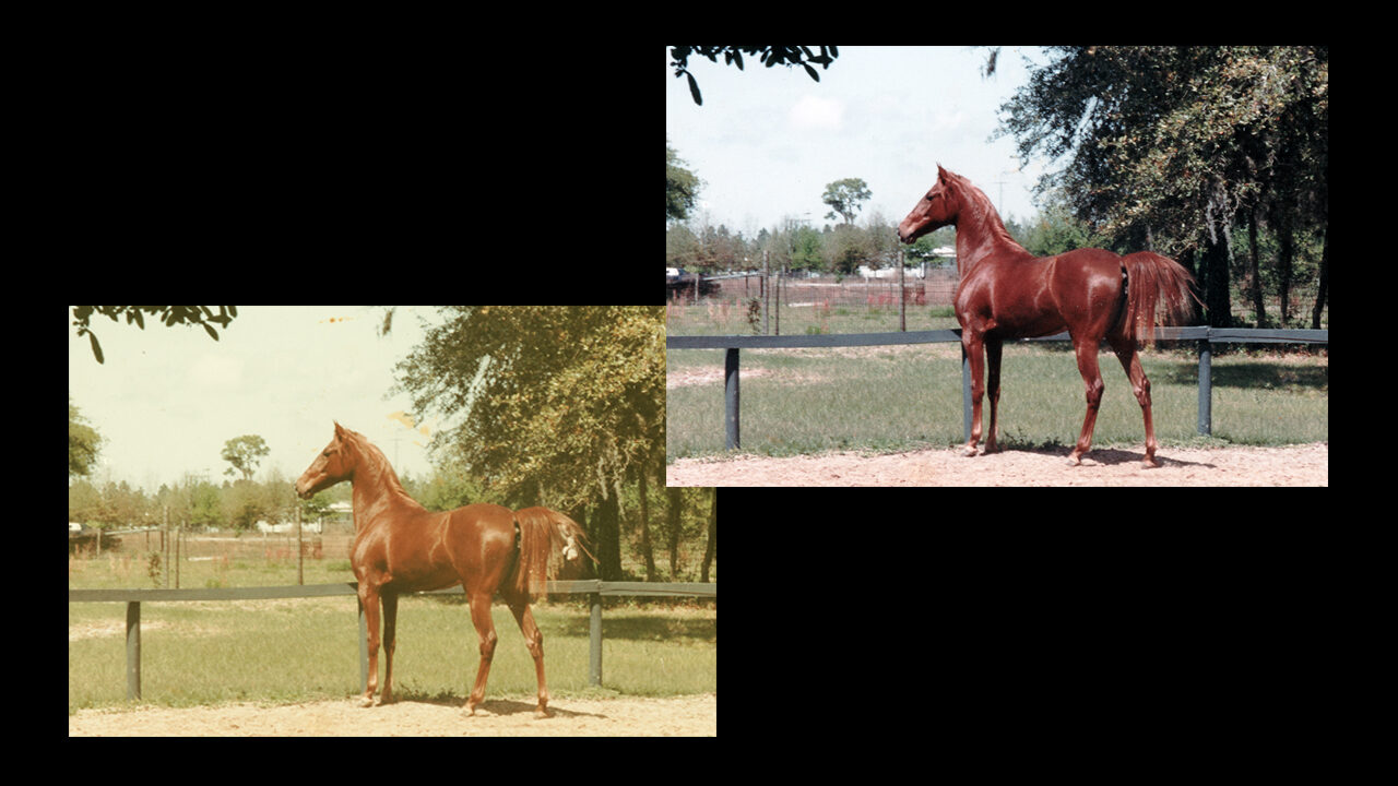 Chestnut Horse — Color Restored